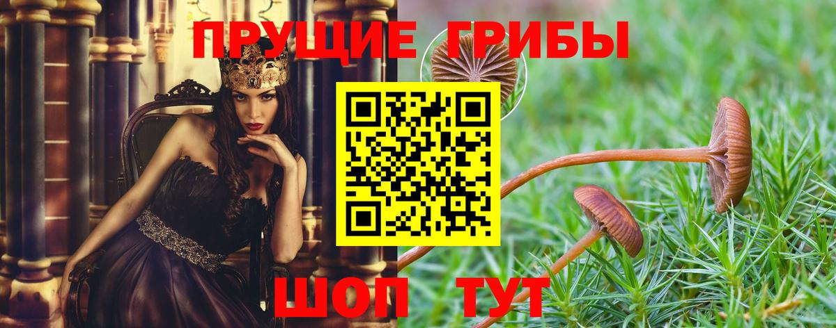 Псилоцибиновые грибы Psilocybine cubensis Россия